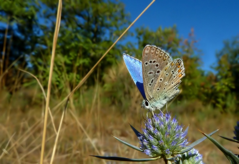 Farfalle di Settembre